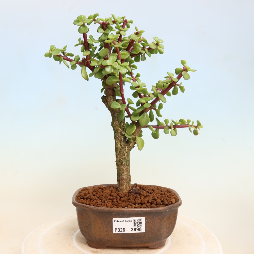 Szoba bonsai - Portulakaria Afra - Tlustice