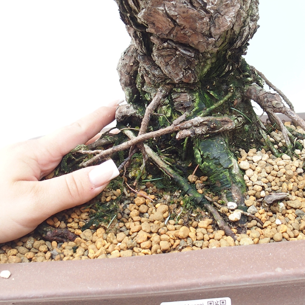 Kültéri bonsai - Pinus parviflora - Pinus parviflora
