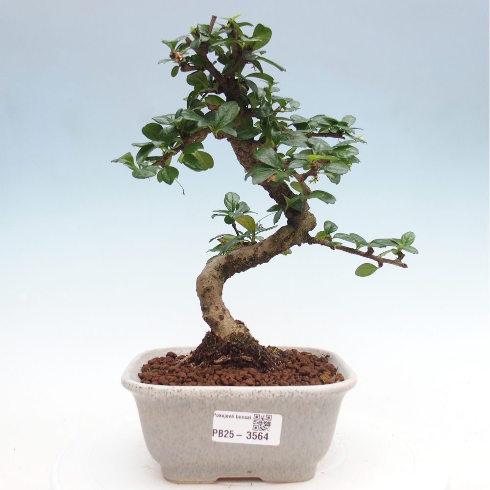 Szobai bonsai - Carmona macrophylla - Tea fuki