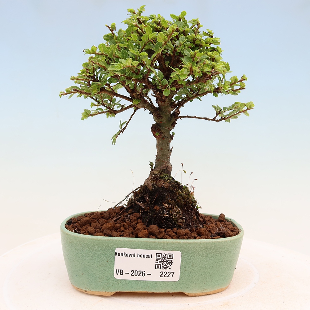 Kültéri bonsai - Ulmus parvifolia Sagei - Kislevelű szilfa