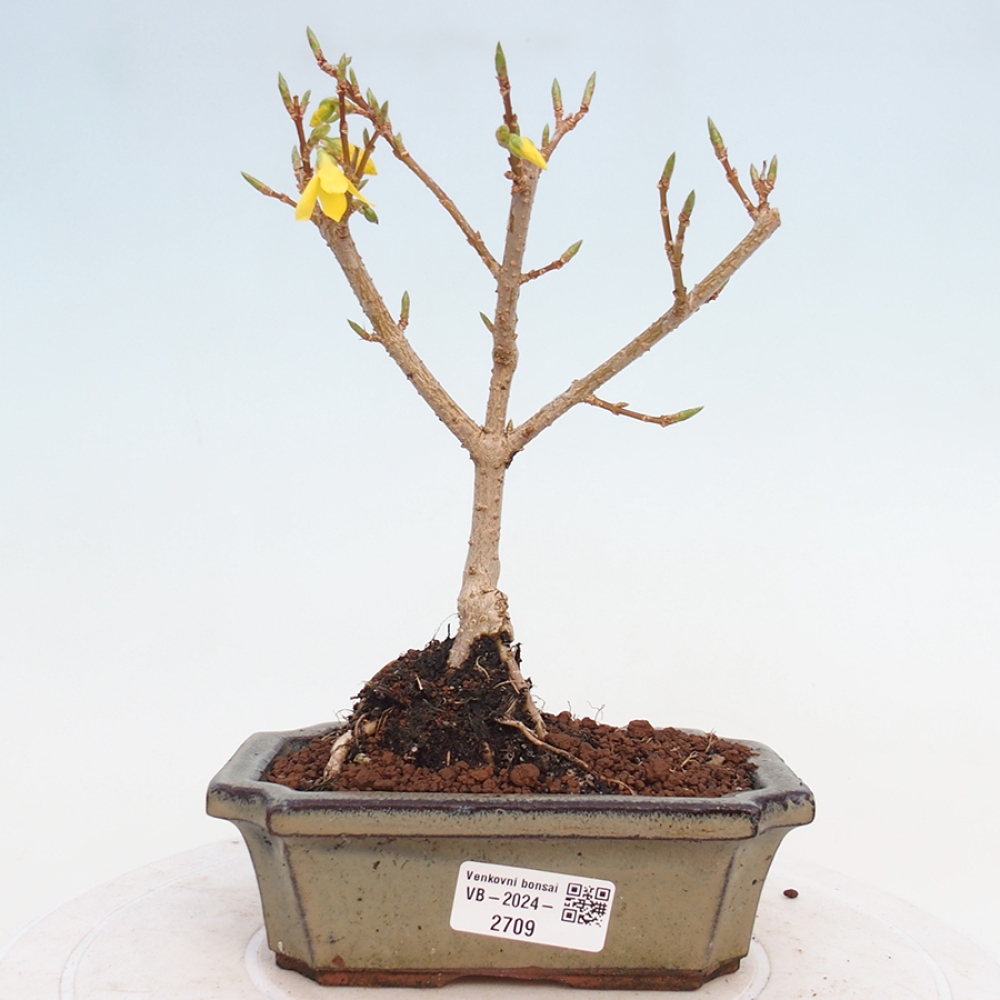 Kültéri bonsai - Zlatice - Forsythia intermedia