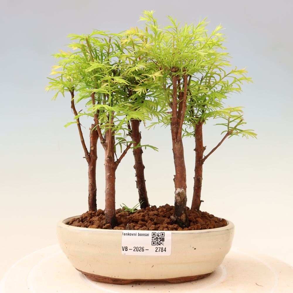 Kültéri bonsai – Metasequoia glyptostroboides – kínai metasequoia – kis erdő