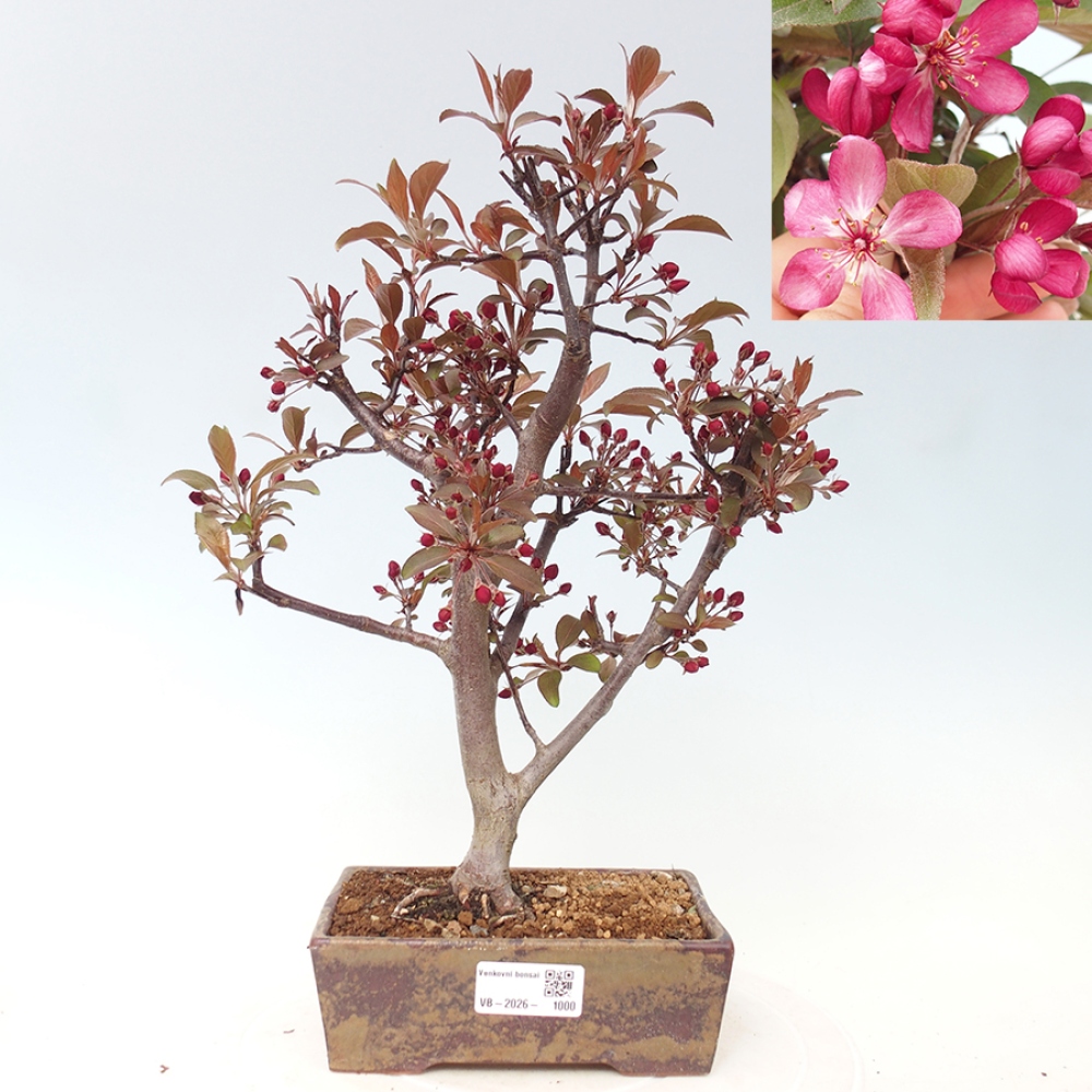 Kültéri bonsai -Malus domestica - Kis gyümölcsű piros levelű almafa