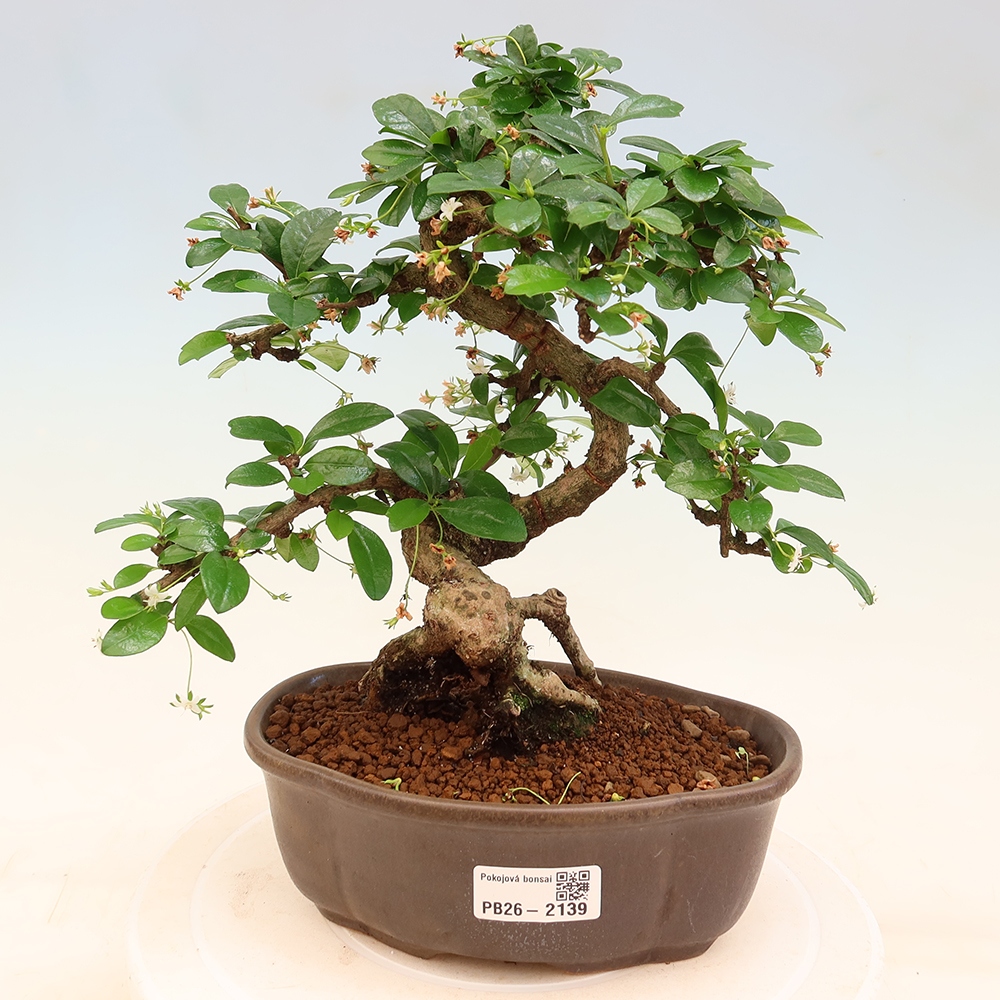Szobai bonsai - Carmona macrophylla - Tea fuki