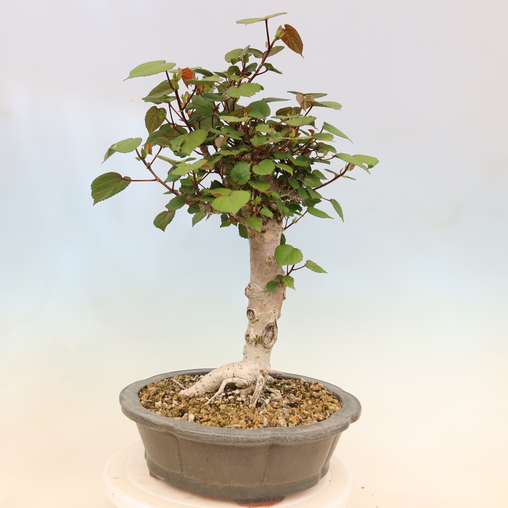 Beltéri bonsai - Hibiscus tiliaceus - tengeri hibiszkusz