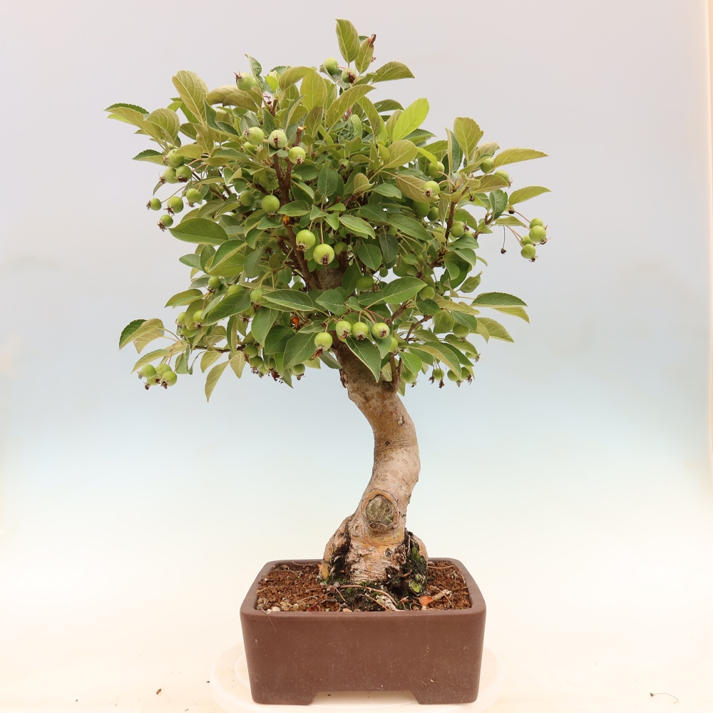 Kültéri bonsai -Malus halliana - Kis gyümölcsű almafa