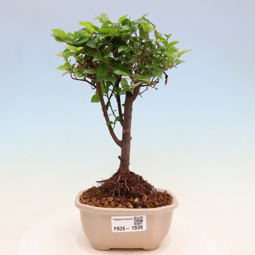 Szobai bonsai - Sageretia thea - Sageretia thea