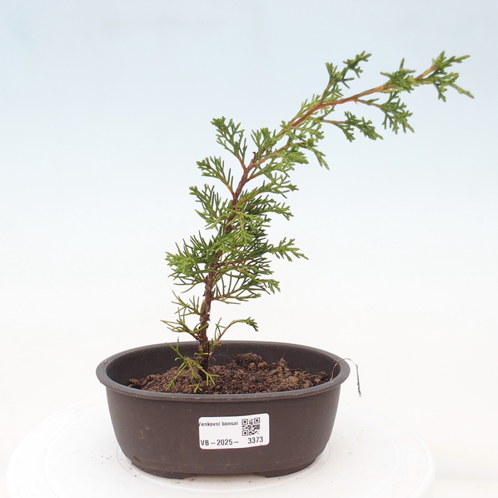 Kültéri bonsai - Juniperus chinensis Itoigawa