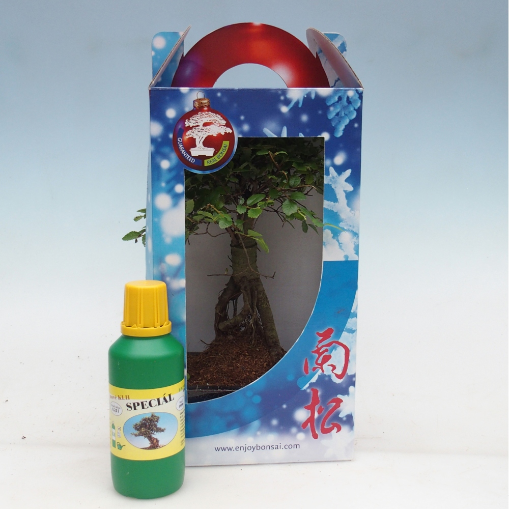 Ulmus parvifolia - kínai szil