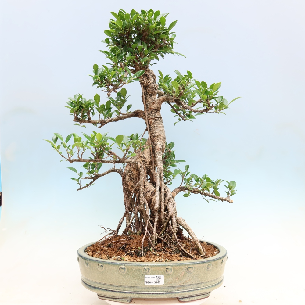 Szobai bonsai - Ficus kimmen - kislevelű fikusz