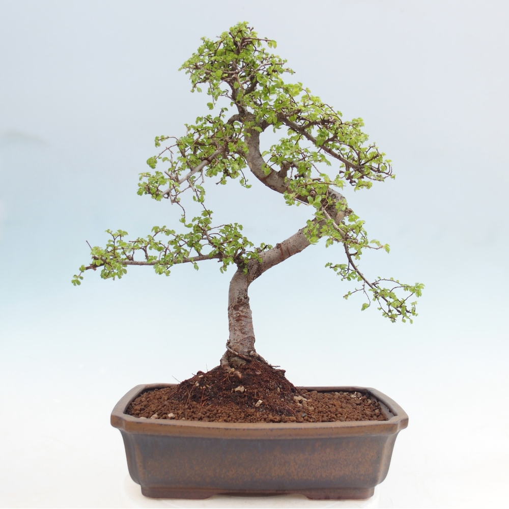 Szobai bonsai - Ulmus parvifolia - Kislevelű szilfa