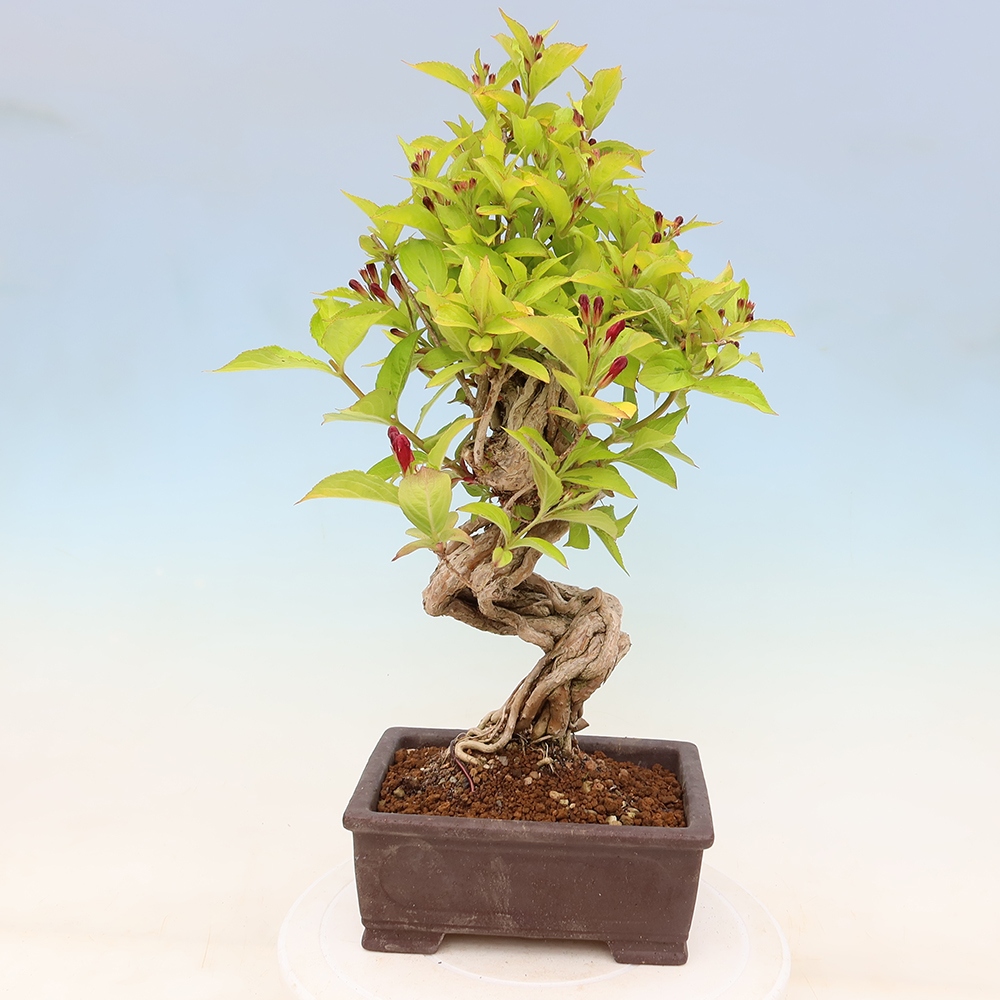 Kültéri bonsai – Weigela subsessilis – Koreai vajgélia