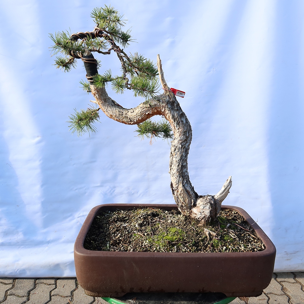 Pinus sylvestris Spanyolország – erdei fenyő