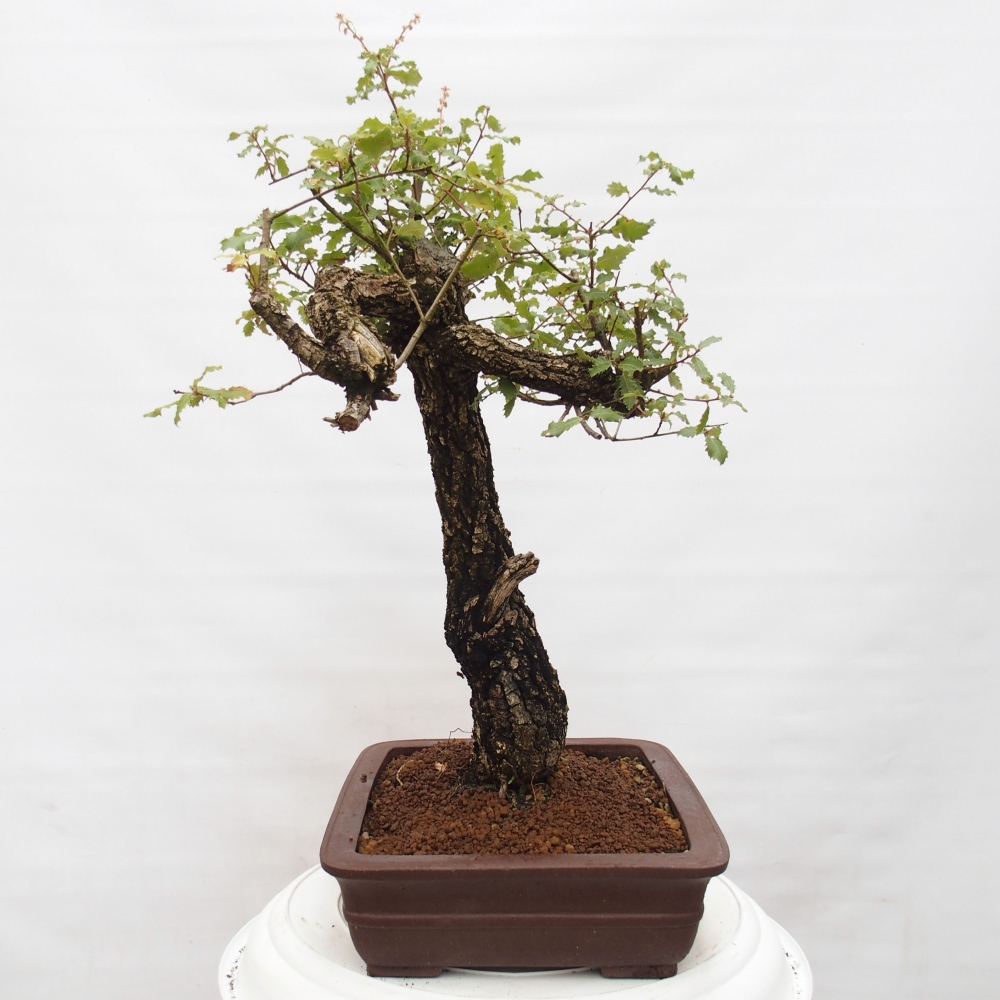 Yamadori - Quercus Ilex - Tölgy magyal