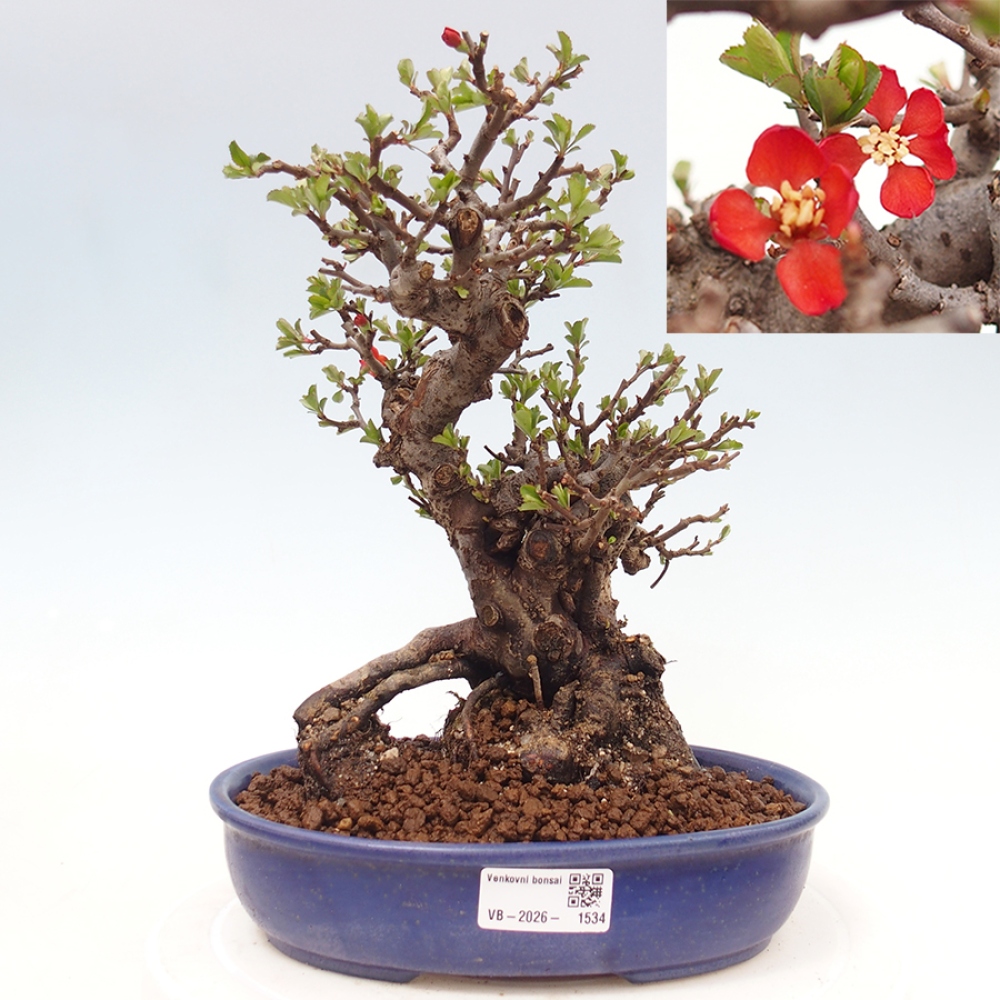 Kültéri bonsai - Chaneomeles speciosa - birs