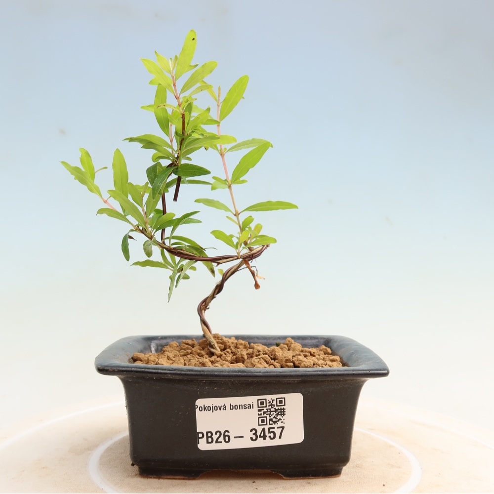 Szobai bonsai-PUNICA granatum nana-gránátalma