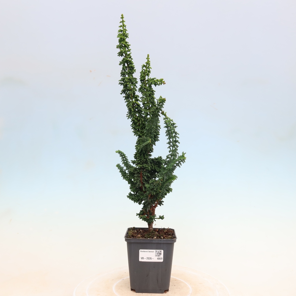 Kültéri bonsai - Cham. obtusa SEKKA HINOKI - Cifra ciprus