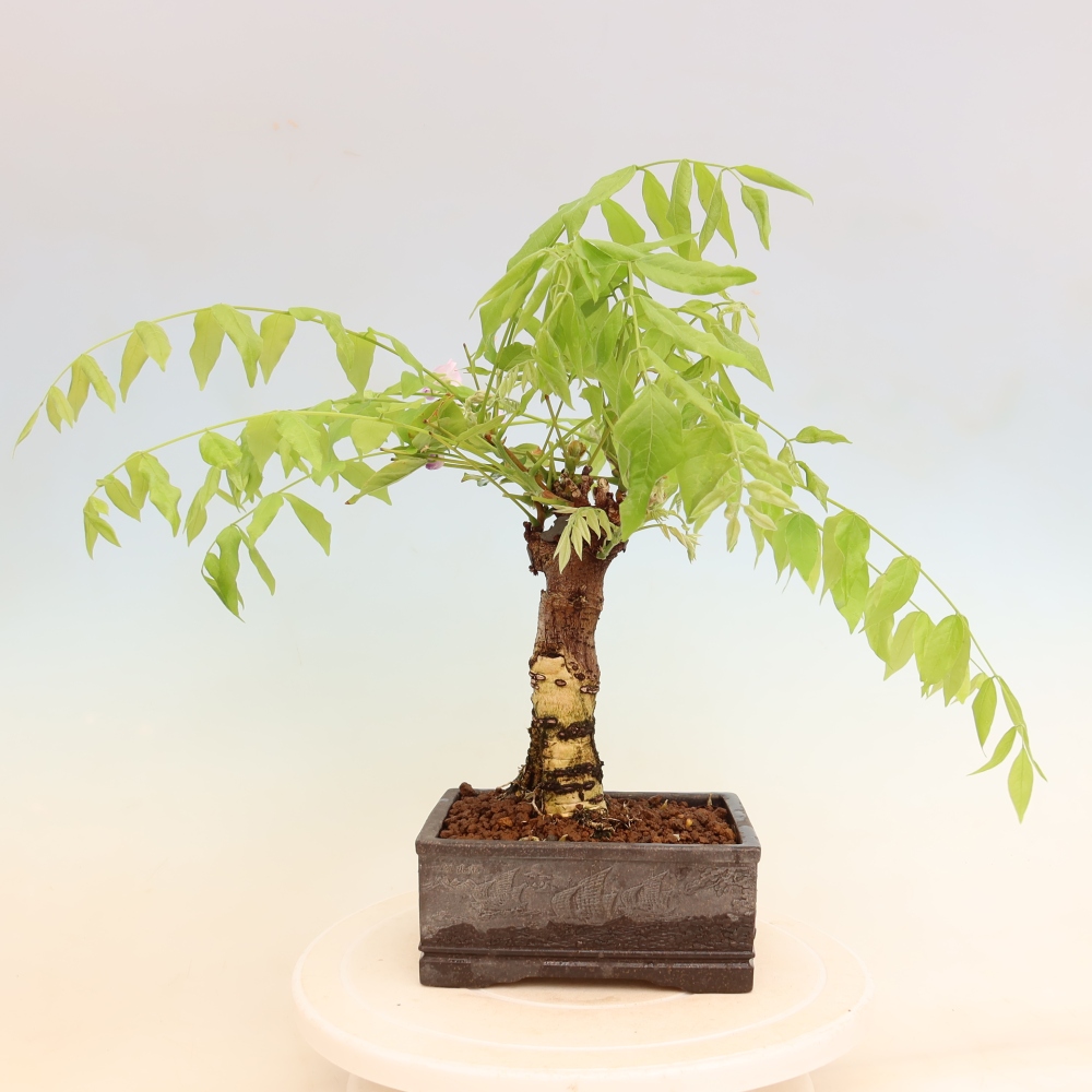 Kültéri bonsai - Wisteria floribunda
