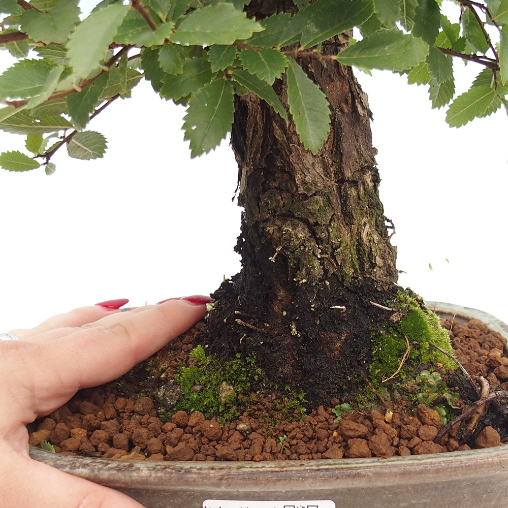 Kültéri bonsai - Zelkova - Zelkova NIRE
