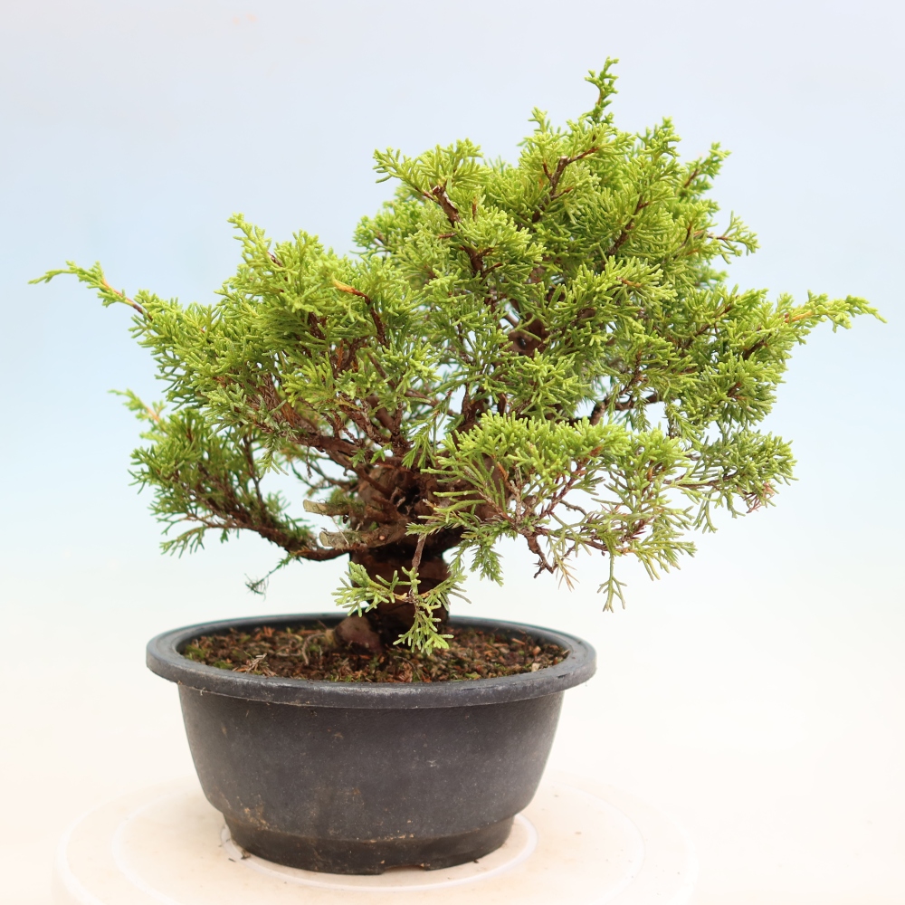 Kültéri bonsai - Juniperus chinensis Itoigawa-Juniperus chinensis