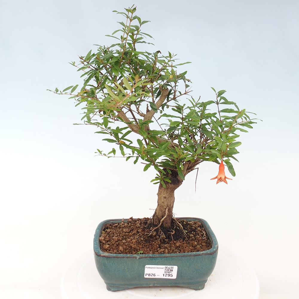 Szobai bonsai-PUNICA granatum nana-gránátalma