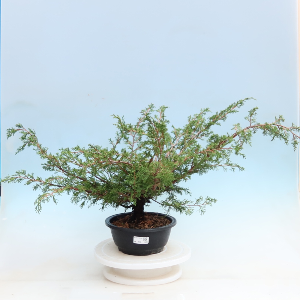 Kültéri bonsai – Juniperus chinensis Itoigawa – Kínai boróka