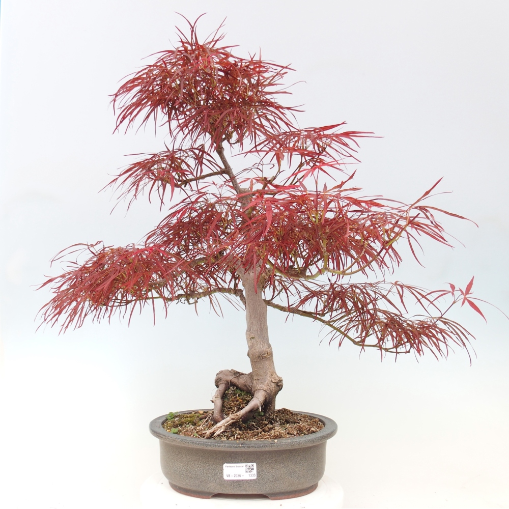 Kültéri bonsai - Acer palmatum RED PYGMY