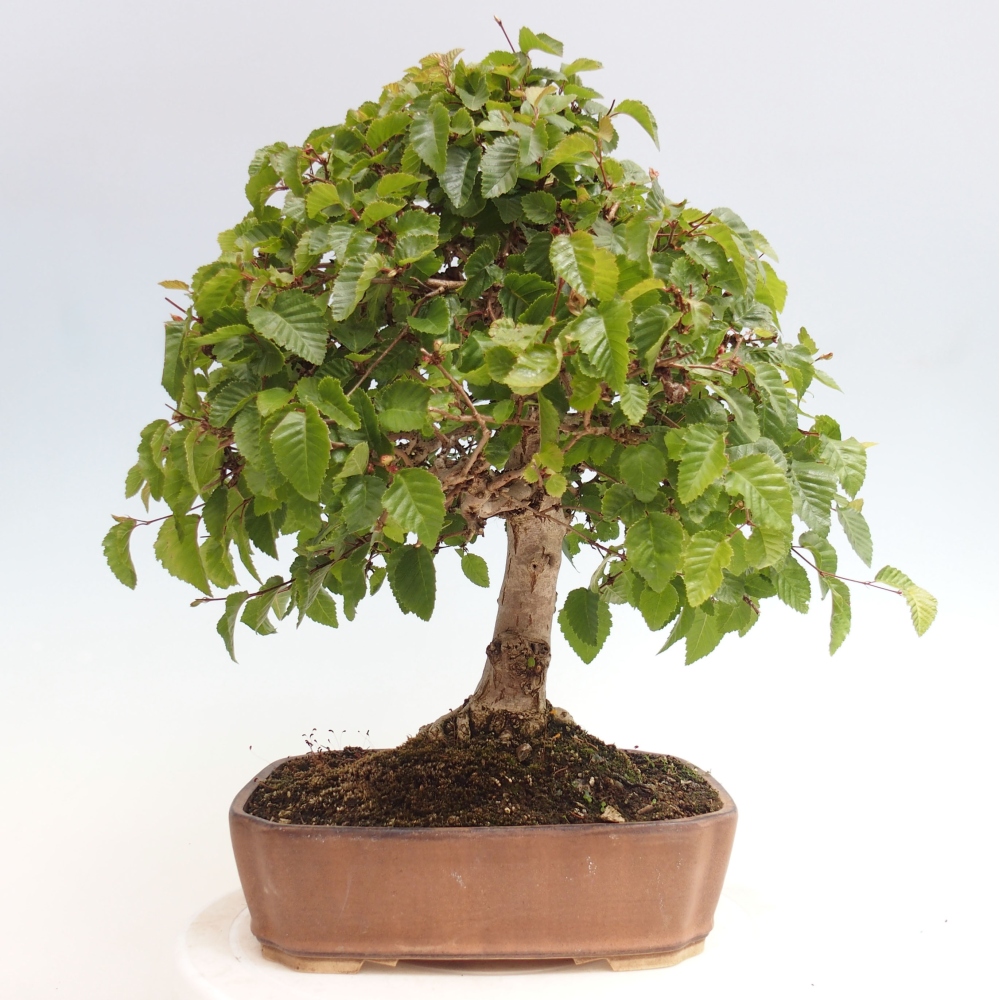 Kültéri bonsai -Carpinus CARPINOIDES - Koreai gyertyánfa