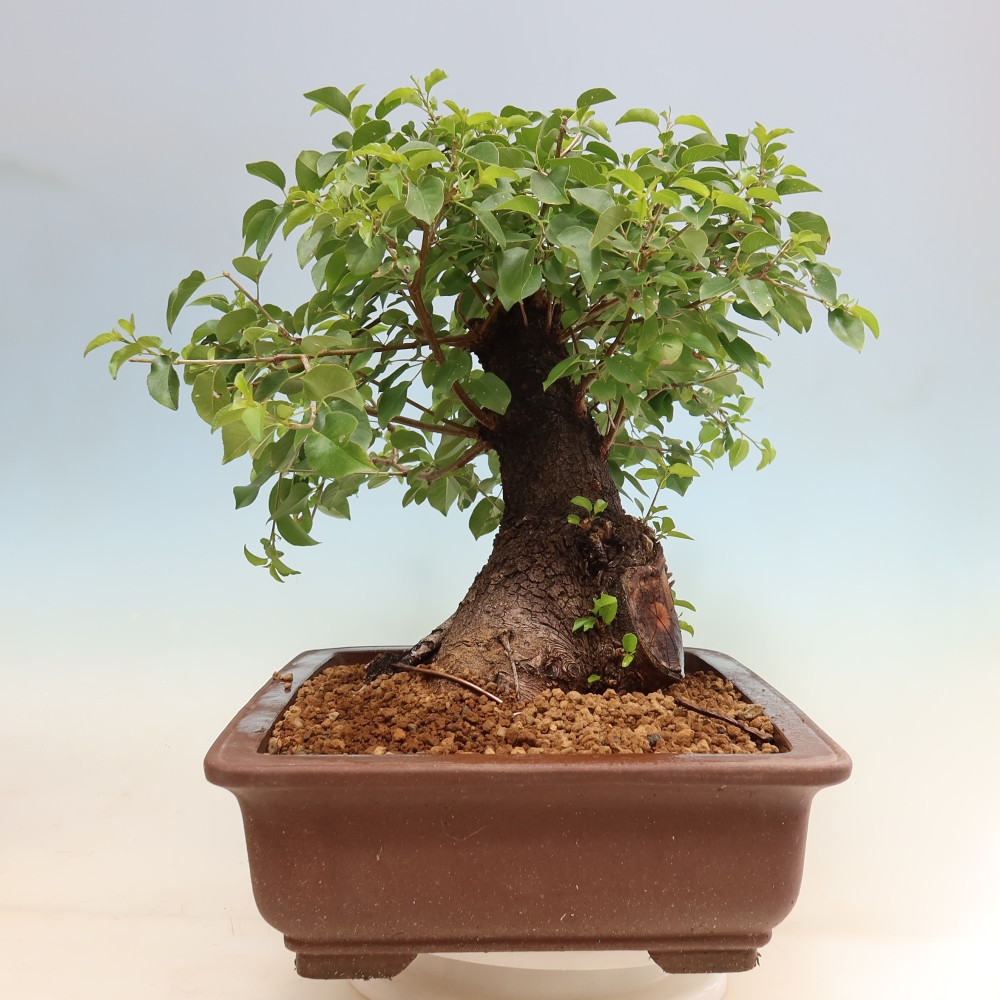 Kültéri bonsai - Mahalebka - Prunus mahaleb - Prunus mahaleb