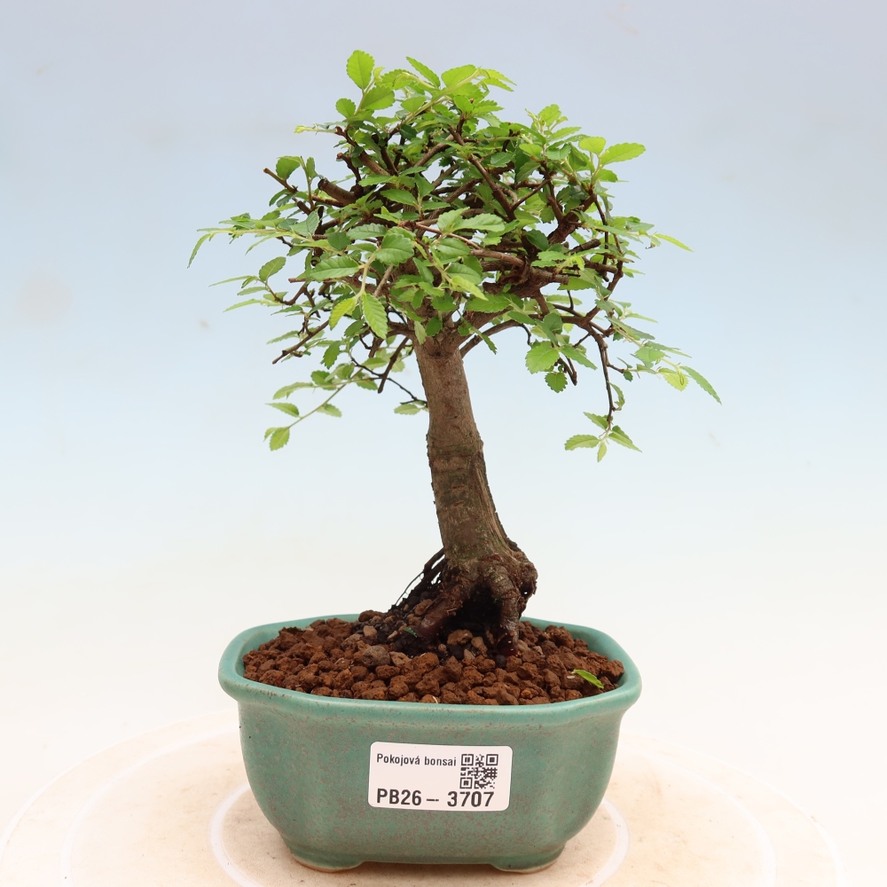 Szobai bonsai - Ulmus parvifolia - Kislevelű szilfa