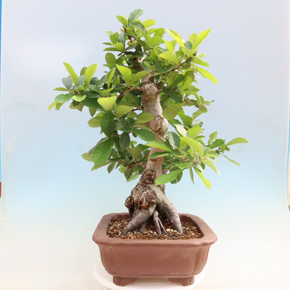 Kültéri bonsai - Photinia villosa