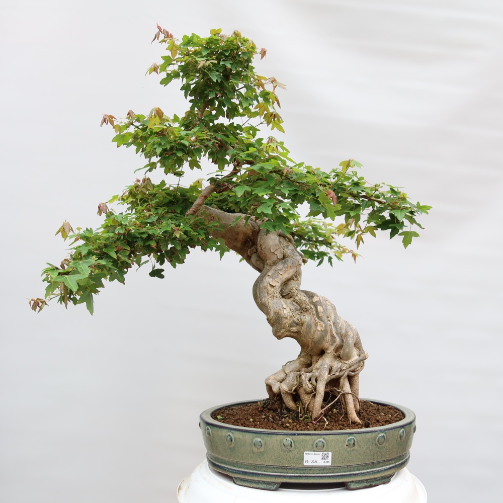 Kültéri bonsai - Juhar Burger - Acer Burgerianum