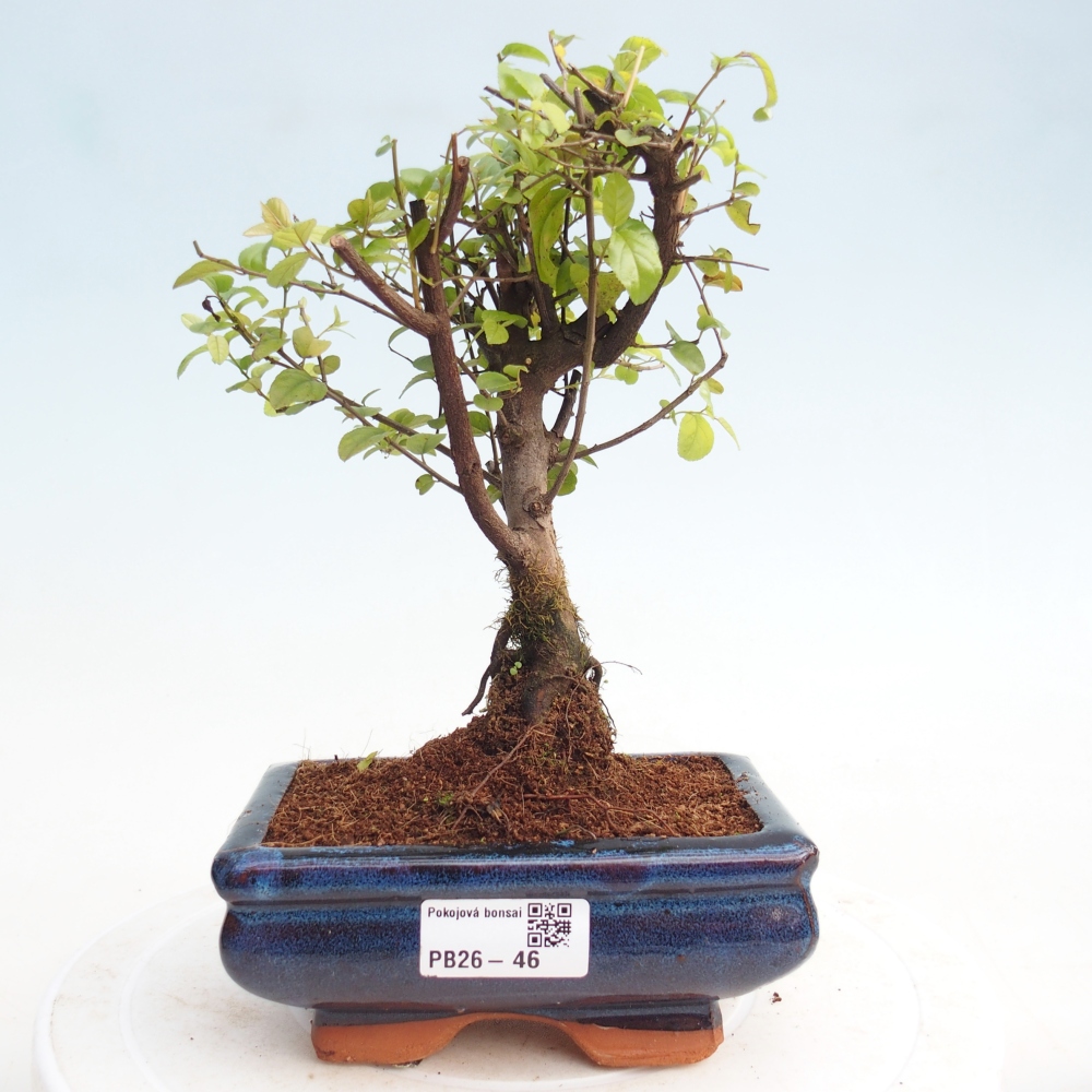 Szobai bonsai - Sageretia thea - Sageretia thea