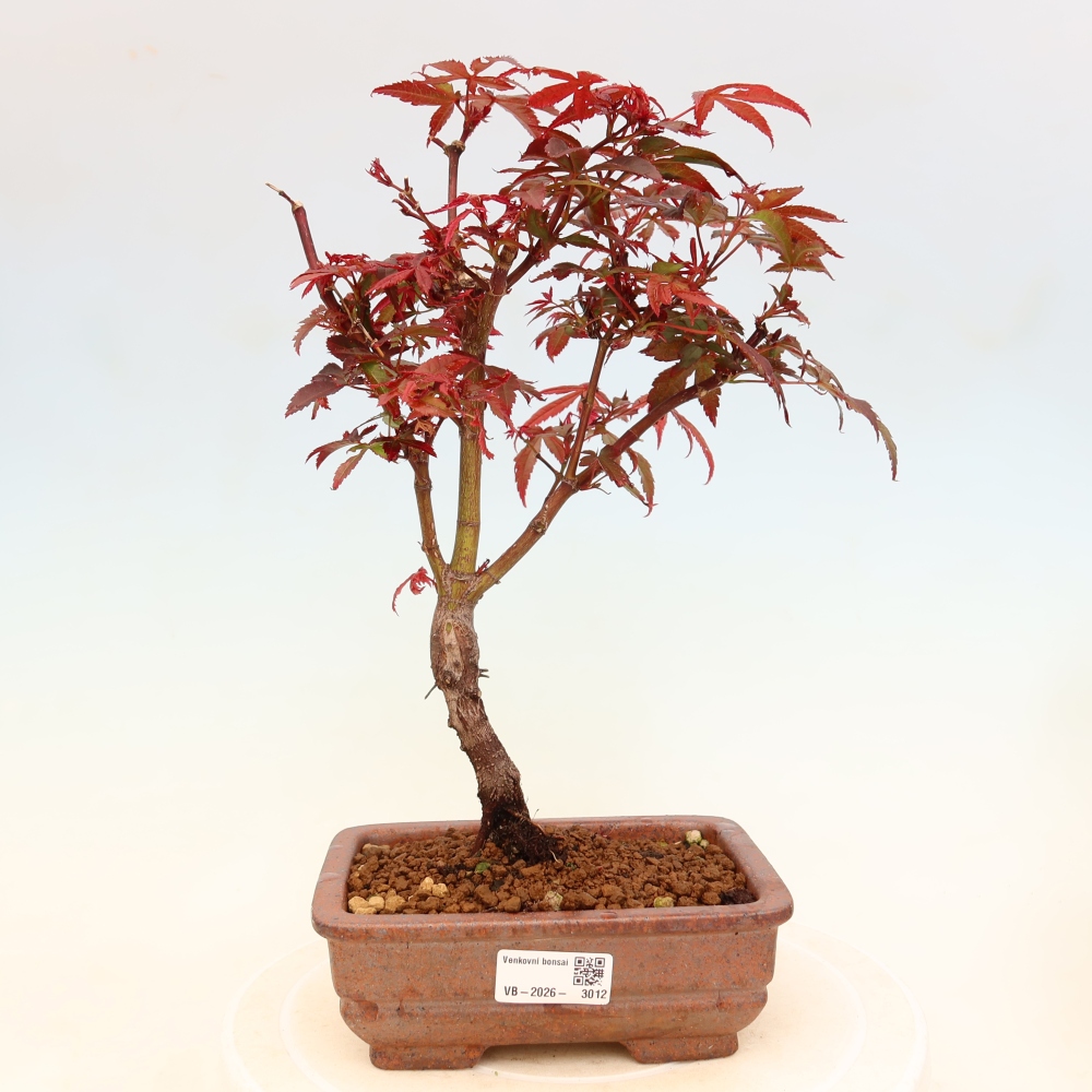 Kültéri bonsai – tenyérlevelű juhar – Acer palmatum Berry Broom 