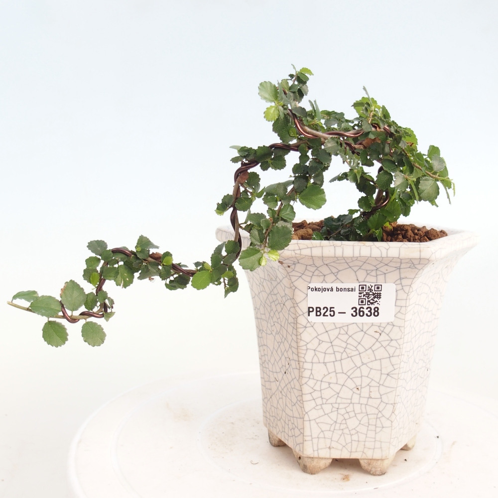 Szobai bonsai - Grewia sp. - Grewia malafolia