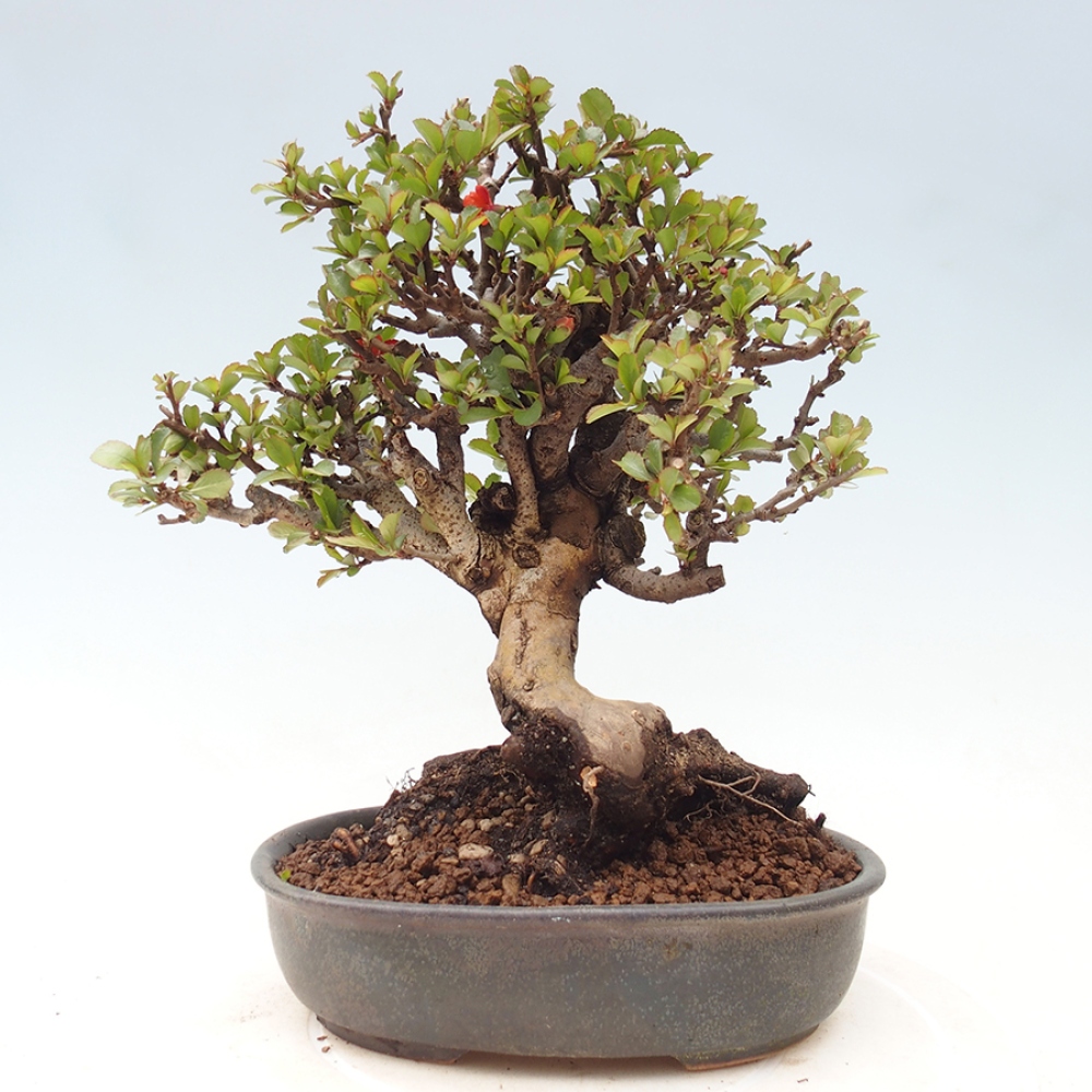 Kültéri bonsai - Chaneomeles speciosa - birs