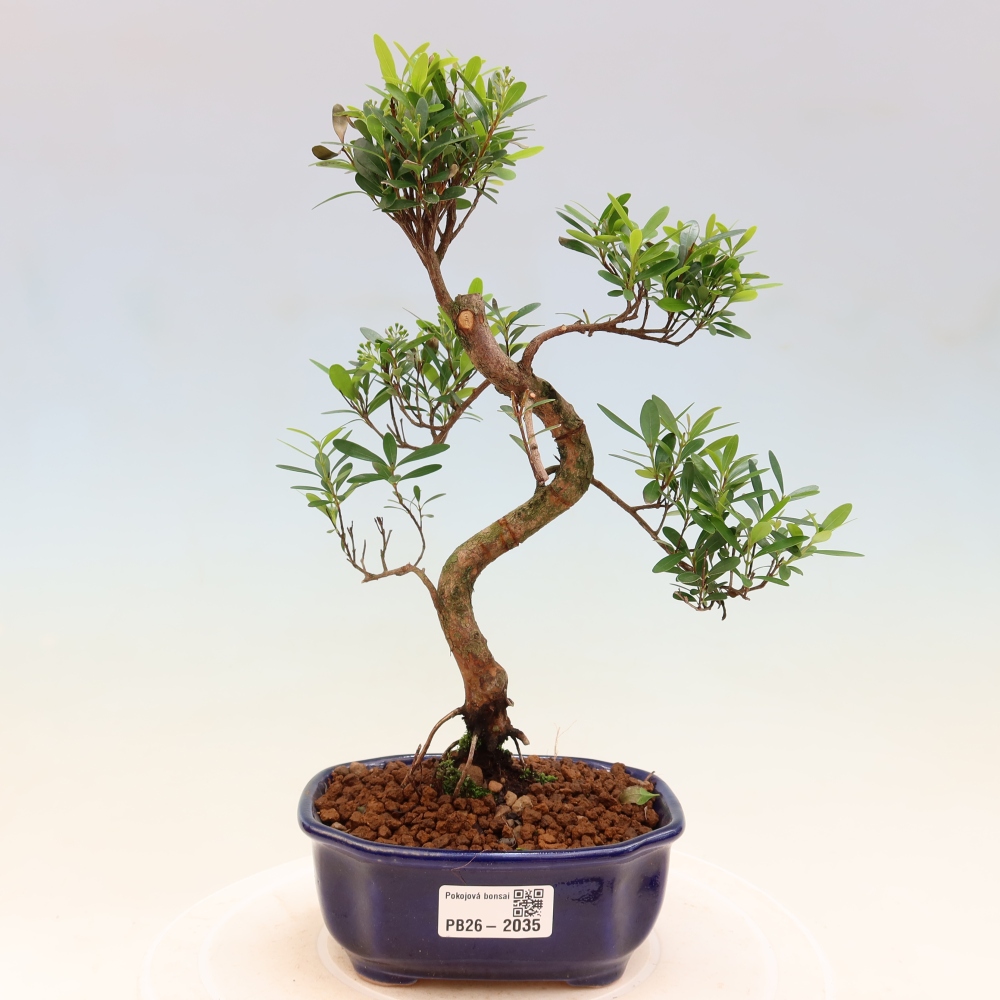 Szobai bonsai - Syzygium - Pimento