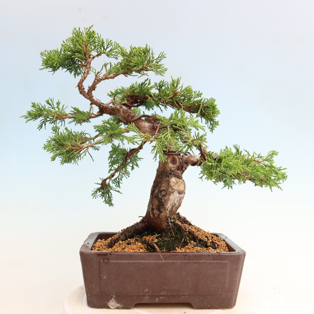 Kültéri bonsai - Juniperus chinensis Itoigawa-Juniperus chinensis