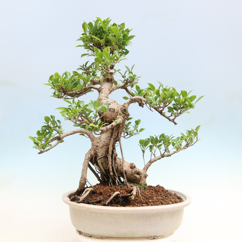 Szobai bonsai - Ficus kimmen - kislevelű fikusz