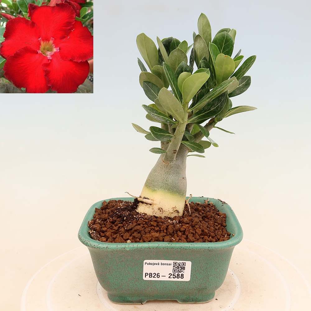Szobabonsai – Adenium obesum Red Star – Sivatagi rózsa