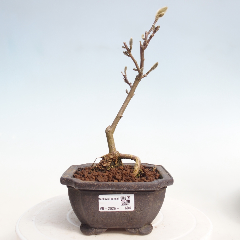 Kültéri bonsai - Magnolia stellata