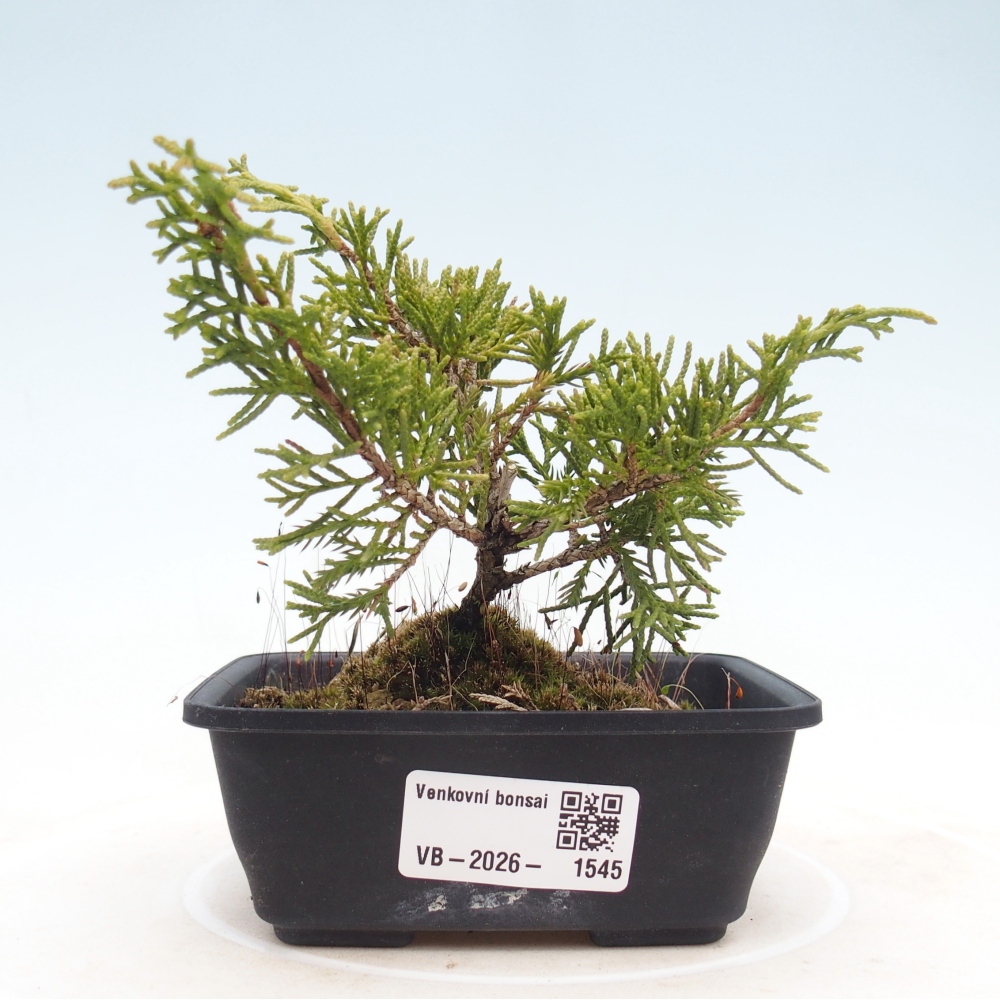 Kültéri bonsai - Juniperus chinensis Itoigawa