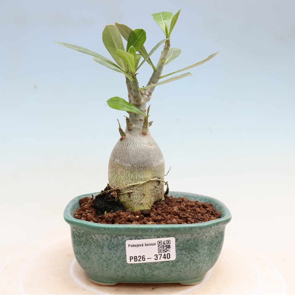 Szobabonsai – Adenium obesum Red Star – Sivatagi rózsa