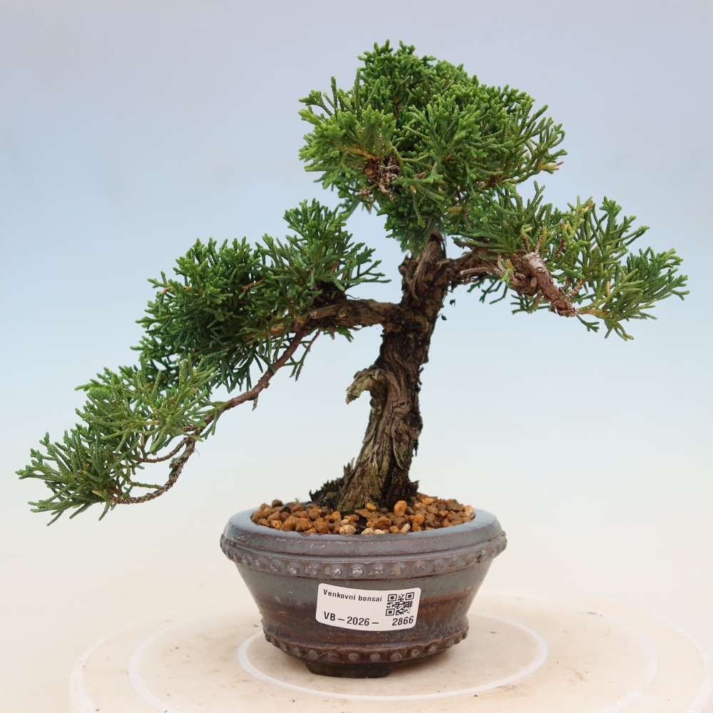 Kültéri bonsai - Juniperus chinensis Kishu