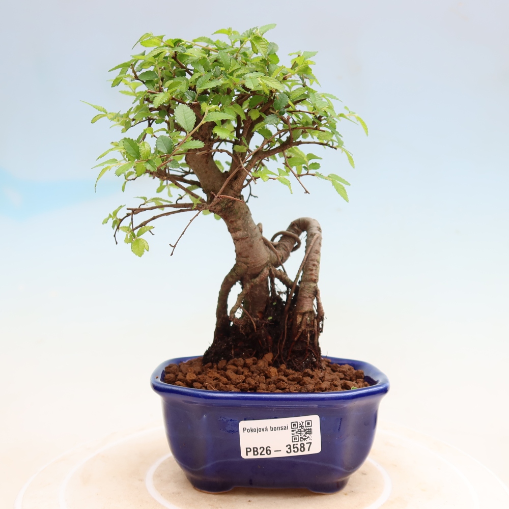 Szobai bonsai - Ulmus parvifolia - Kislevelű szilfa