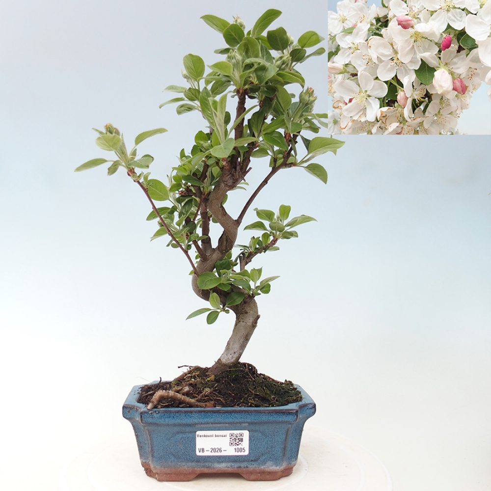 Kültéri bonsai -Malus halliana - Kis gyümölcsű almafa