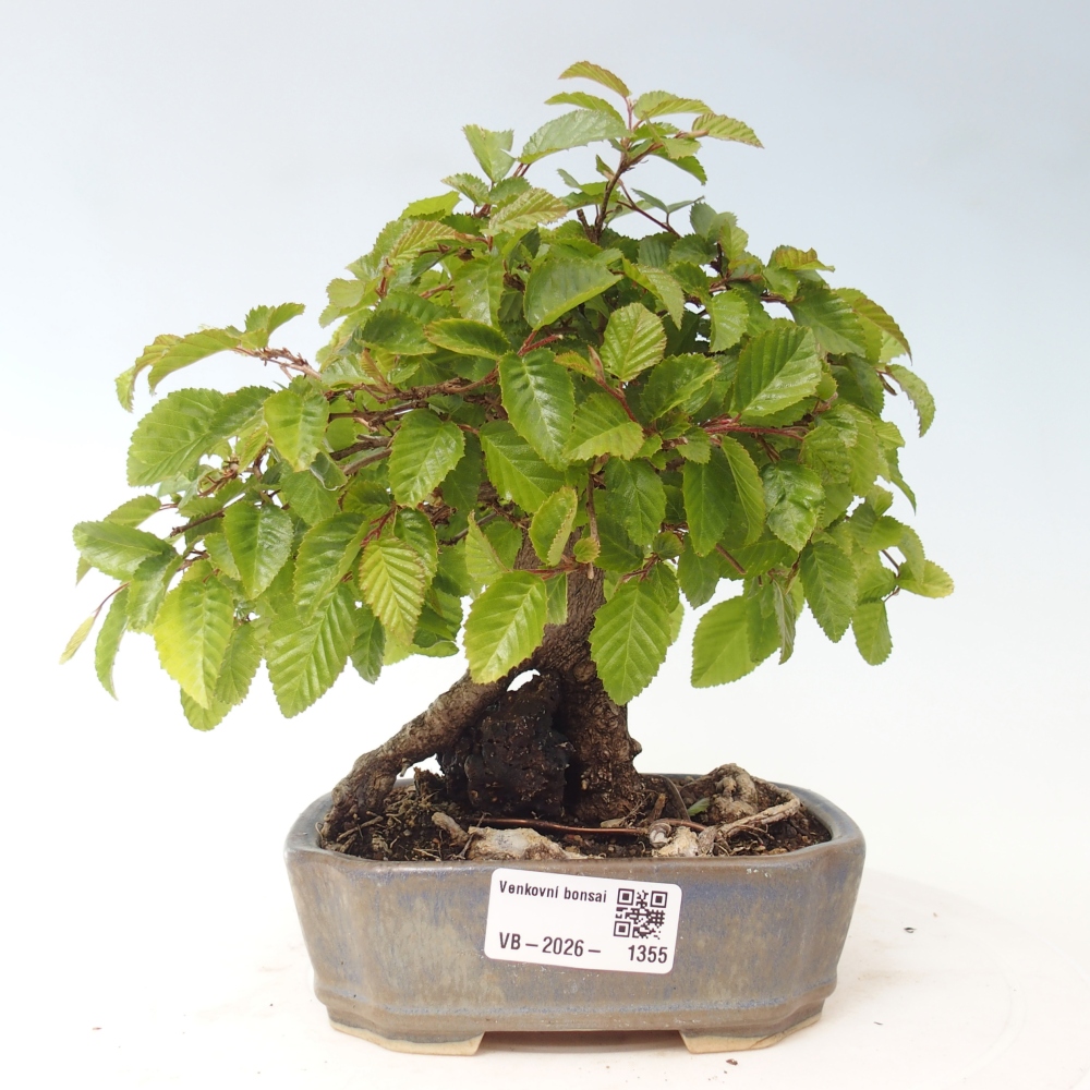 Kültéri bonsai -Carpinus CARPINOIDES - Koreai gyertyánfa