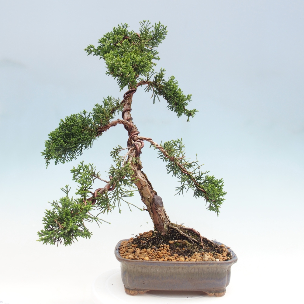 Kültéri bonsai - Juniperus chinensis Kishu