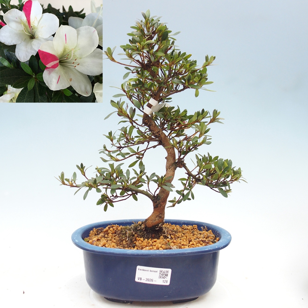 Kültéri bonsai - Japán azálea - Azalea Suigootome