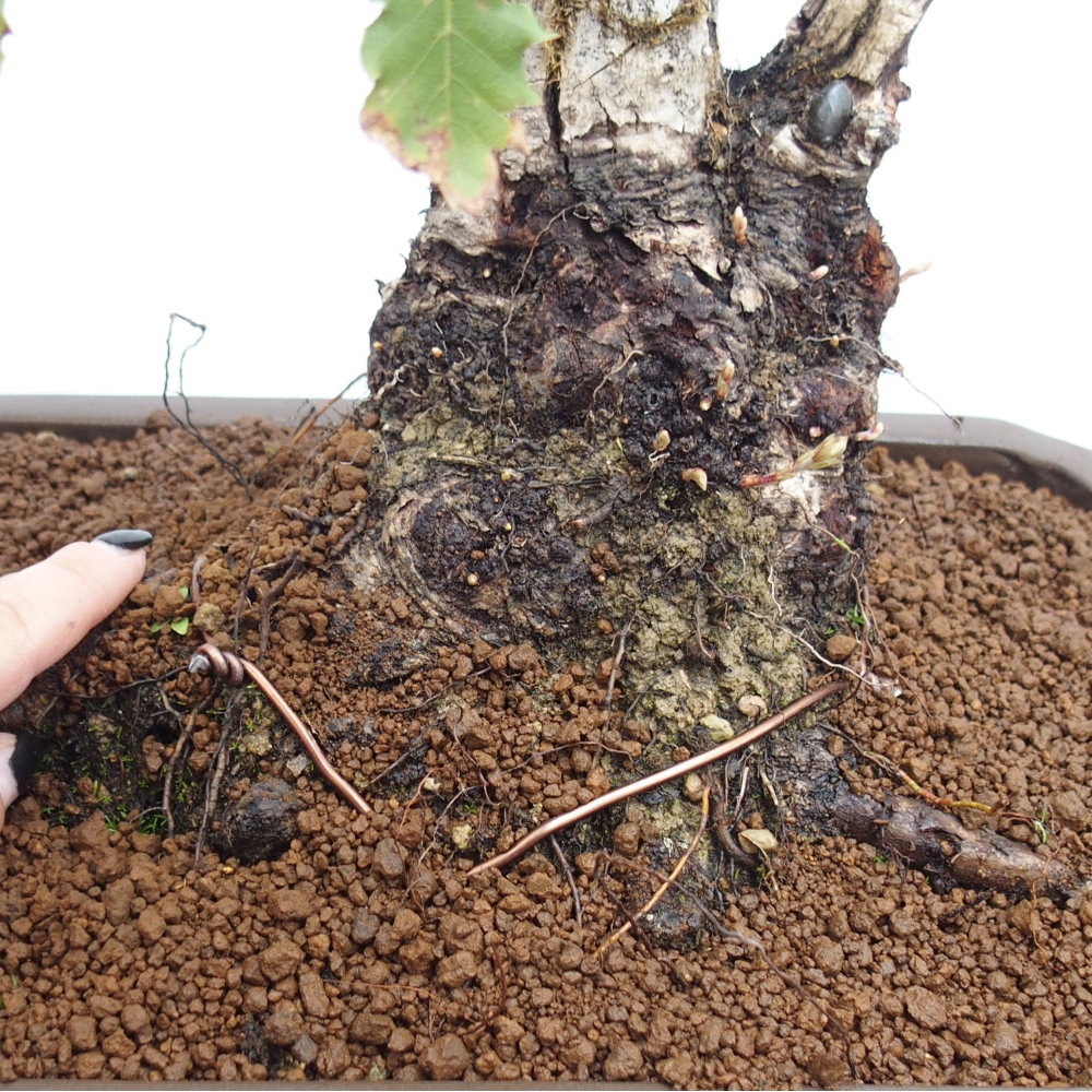 Yamadori - Quercus Ilex - Tölgy magyal